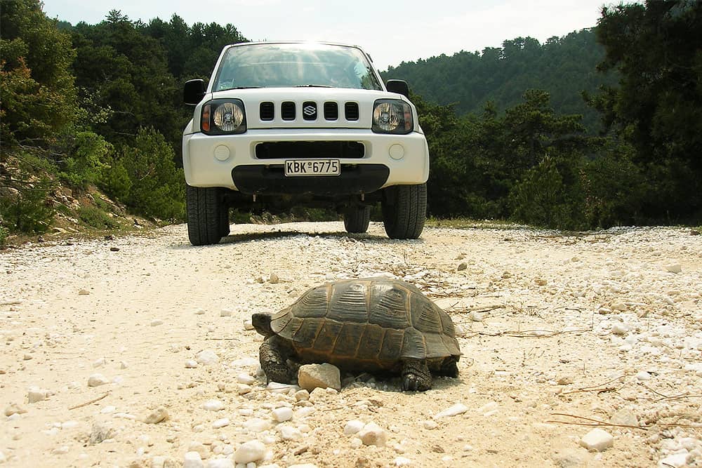 Turtle and Suzuki Jimny on the Ypsarion Mountain 