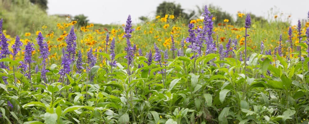 herbs from thassos 