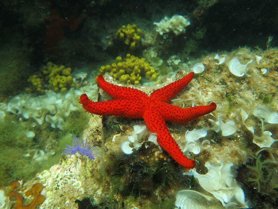 starfish