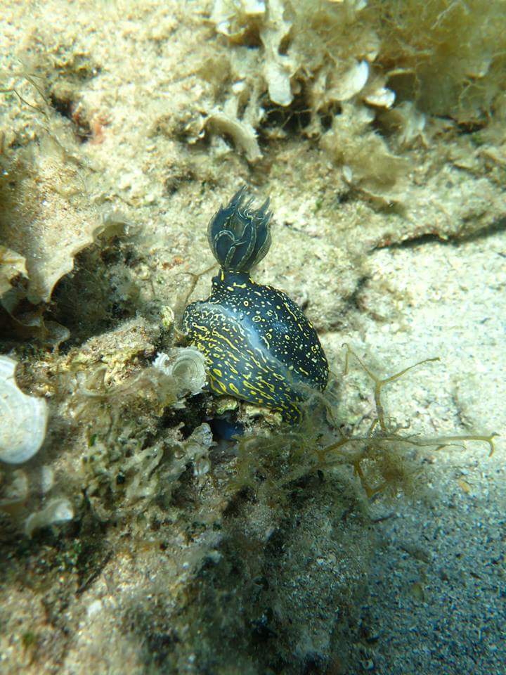 black fish underwater