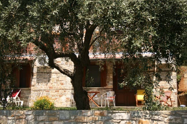 olive tree villa alexis