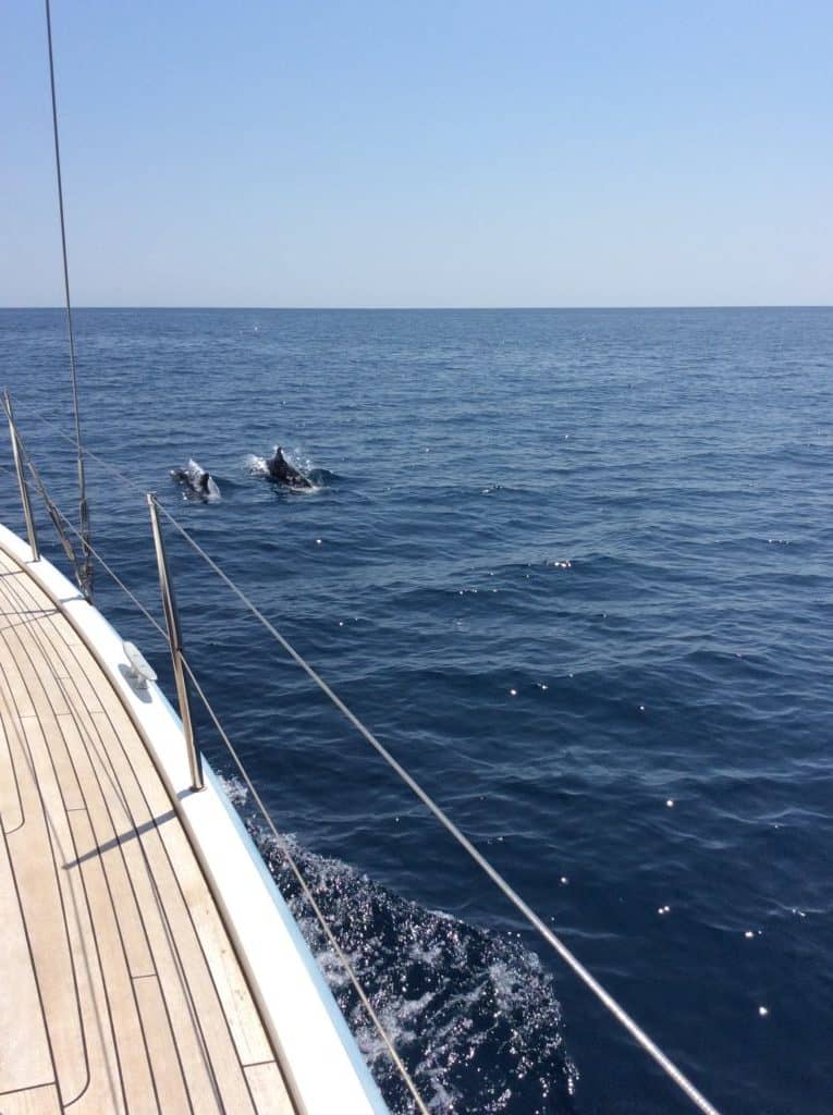 dolphins at aeolus yacht thassos 