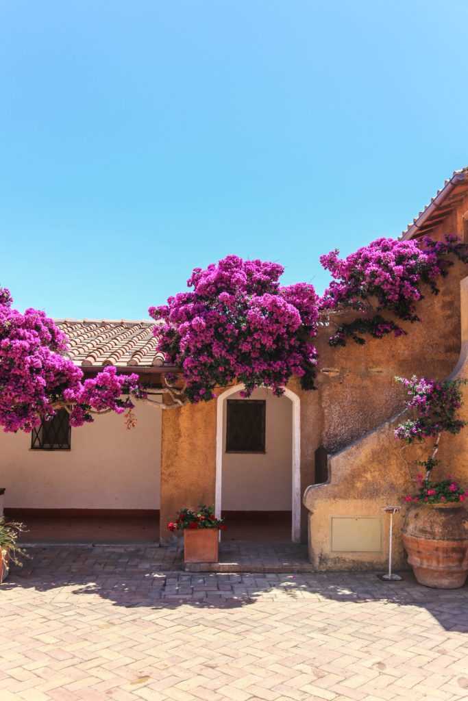 purple-flowers-by-door