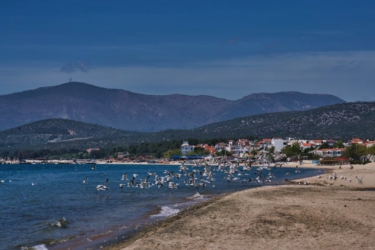 flock of seagulls in Thassos Beach