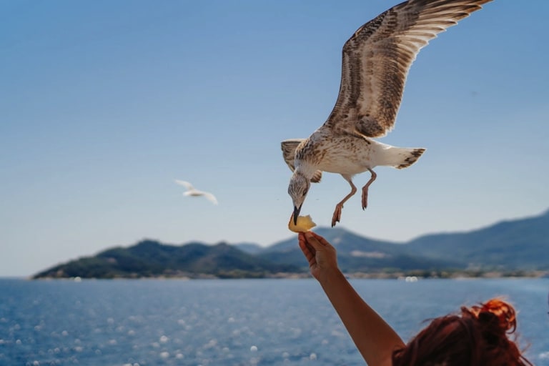 Young woman feeding Seagulls in Thassos