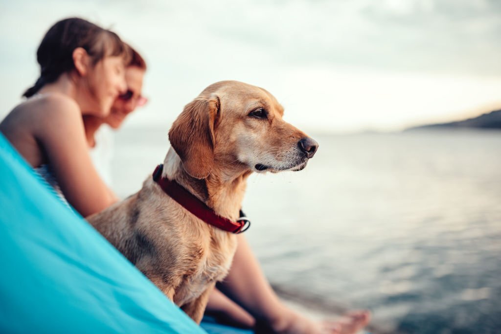 Camping with a dog in Thassos