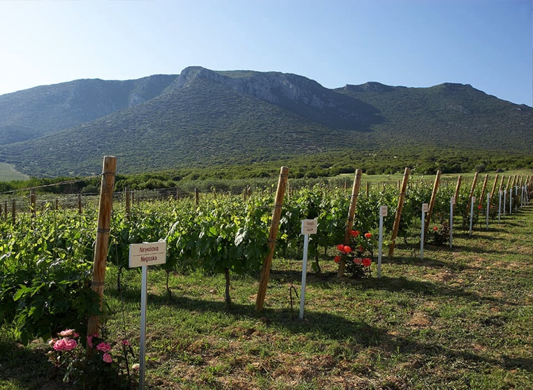 Wineries in Thassos and Thessaloniki
